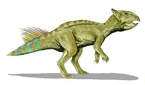 Live reconstruction of Cerasinops