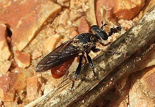 <i>Cerotainiops</i> Genus of flies