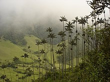 Panoramic of Cocora valley with wax palms Ceroxylon quindiuense cocora.jpg