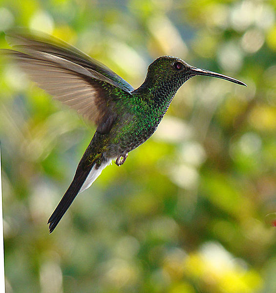 File:Chalybura buffonii, male (12699928175).jpg