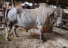 Ce taureau de couleur crème-grisé sans cornes présente de longues oreilles pendantes, un fanon prononcé entre la tête et le prépuce, un arrière train musclé et viandeux et une bosse au garrot.