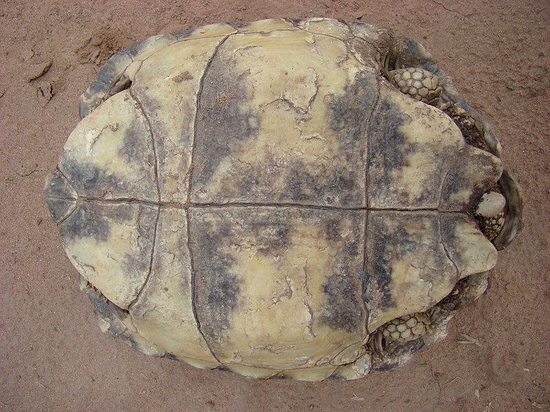 File:Chelonoidis chilensis 57035229.jpg