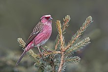 Cina Putih beralis Rosefinch.jpg