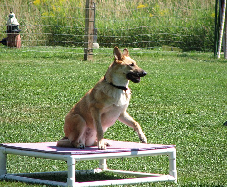 File:Chinook Olympics 07 136.jpg