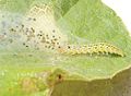 Choreutis nemorana larva exiting web shelter.jpg