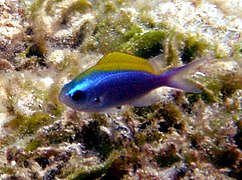 Chromis Ovalis: Phạm vi phân bố và môi trường sống, Mô tả, Sinh thái học