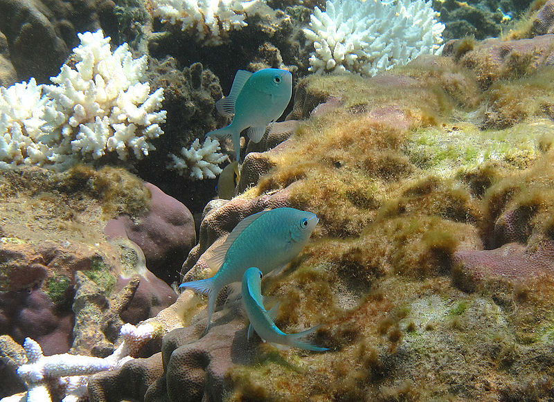 File:Chromis viridis Réunion.jpg