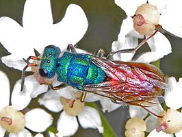 Chrysura simplex