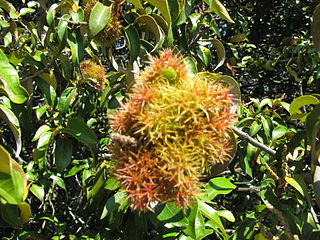 Huckleberry Botanic Regional Preserve