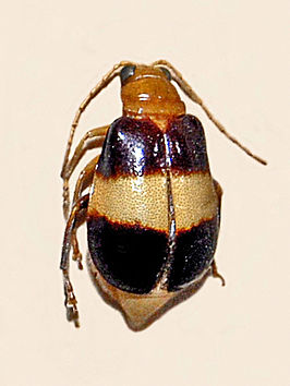 Aulacophora dorsalis