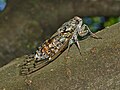 Cicada orni, vue latérale
