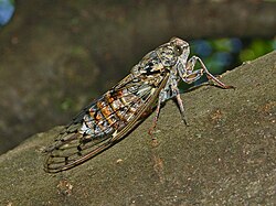 Cicadidae - Cicada orni-2.JPG