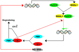 Figure shows the mammalian TTFL and the general interactions between the main players. This shows how PER and CRY both are negative regulators (red arrows) for BMAL1 and CLOCK, since they cause inhibition of BMAL1 and CLOCK by preventing transcription. BMAL1 and CLOCK (green arrows) are positive regulators since they encourage the transcription, and later the translation of PER and CRY. Circadian clock of mammals.PNG