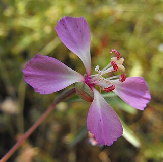 <i>Clarkia delicata</i> Species of flowering plant