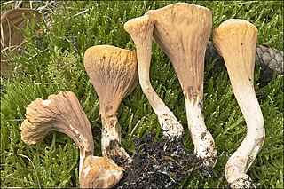 <i>Clavariadelphus truncatus</i> Species of mushroom