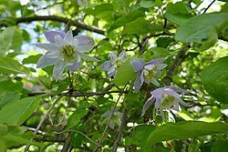 Clematis alpina 'Blue Princess'