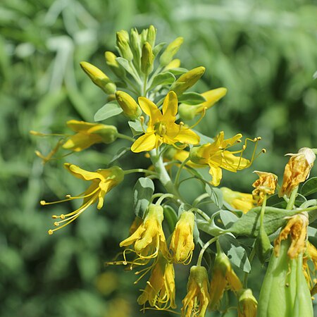 Cleome arborea