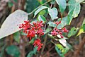 Clerodendrum splendens.jpg