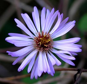 Climbing Aster, NPSPhoto, S.Zenner (9099847231).jpg