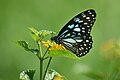 * Nomination Close Wing Nectaring of Tirumala limniace (Cramer, 1775) - Blue Tiger --TAPAN1412 02:08, 29 November 2023 (UTC) * Promotion Blue fringes, a bit noisy, needs better categories. --C messier 18:03, 6 December 2023 (UTC)  Support Good quality. --Ranjithsiji 10:14, 13 December 2023 (UTC)