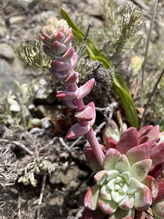 "A very distinct-looking kind, but not one that is handsome" - John Lindley Coast Dudleya big sur photo 133478442.jpg