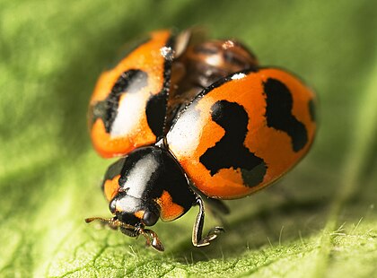 Bộ sưu tập Côn trùng - Page 18 420px-Coccinella_transversalis_2