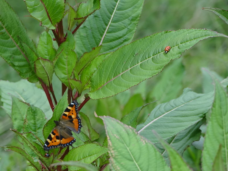 File:Coccinellidae et Aglais urticae.JPG