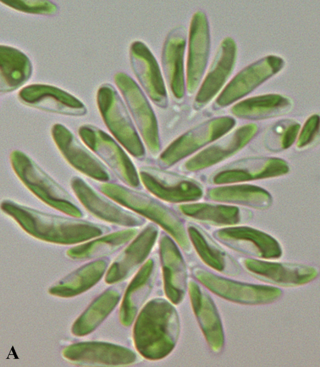 <i>Coccomyxa</i> Genus of algae