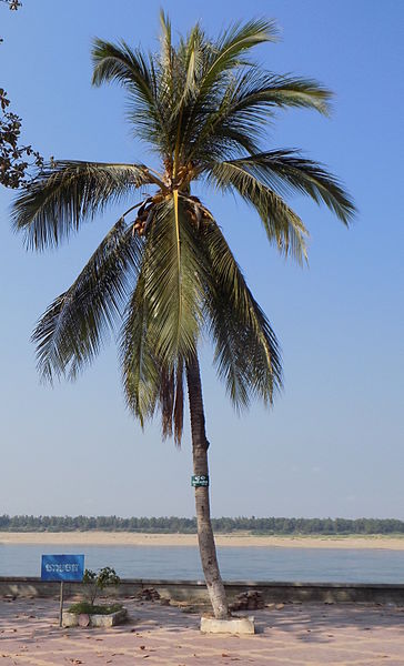 File:Cocos nucifera Kratie Cambodia.JPG