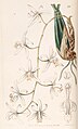 Coelogyne flaccida plate 31 in: Edwards's Bot. Register (Orchidaceae), vol. 27, (1841)
