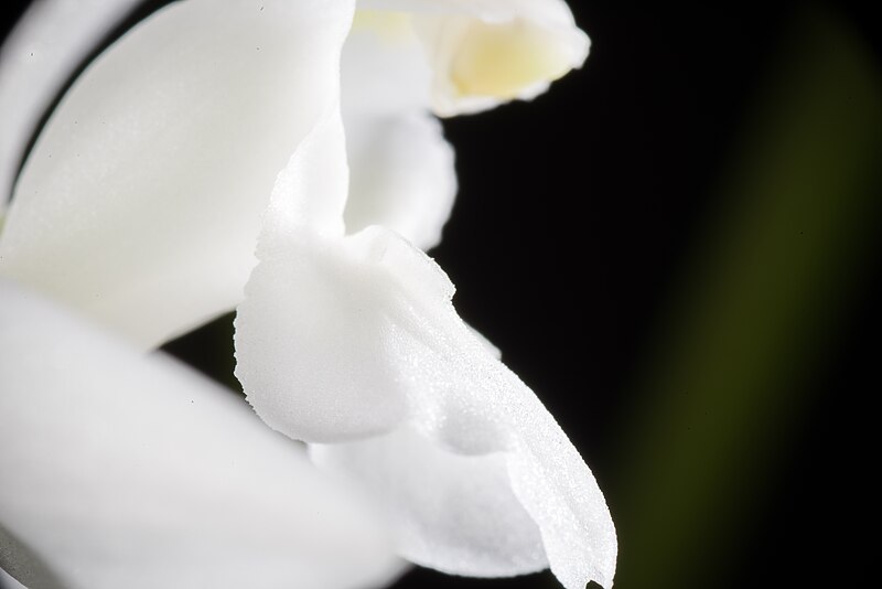 File:Coelogyne nitida fma. alba 'Spring Snow’ CHM-JOGA (Wall. ex D.Don) Lindl., Coll. Bot.- t. 33 (1824) (26649342788).jpg