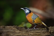 Collared Laughingthrush 0A2A1961.jpg