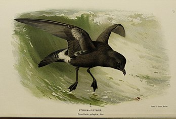 European storm petrel exhibiting its tube nose Coloured figures of the birds of the British Islands - issued by Lord Lilford (Plate LIII) (20292789176).jpg