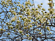 Combretum mossambicense