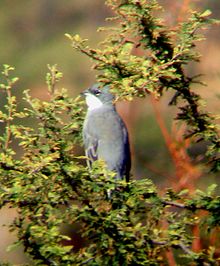 Diuca-finch.jpg comum