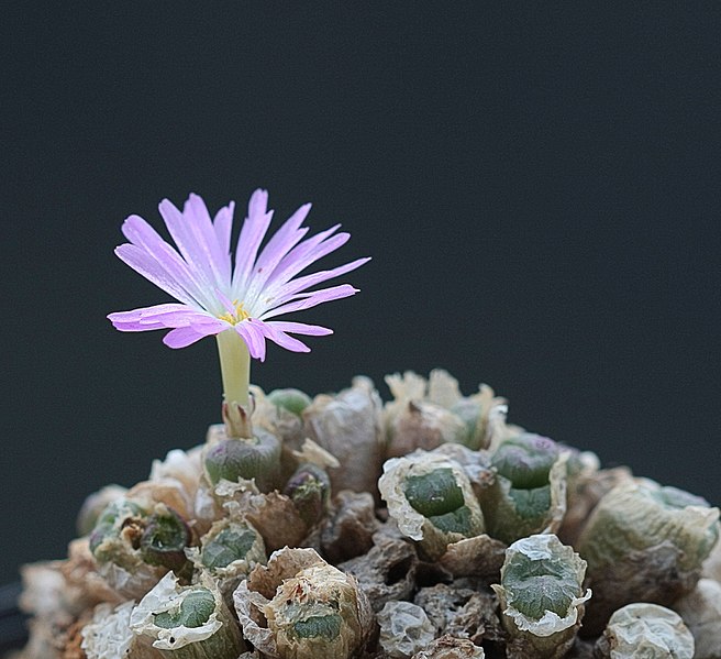 File:Conophytum ectypum.jpg