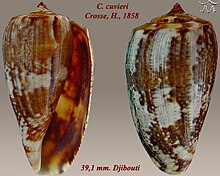Conus cuvieri 2.jpg