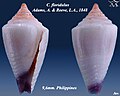 Conus floridulus Adams, A. & Reeve, L.A., 1848 (juv.)