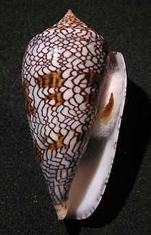 File:Perfect cone shape shell.jpg - Wikipedia