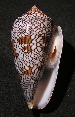 <i>Cylinder</i> (gastropod) Subgenus of gastropods