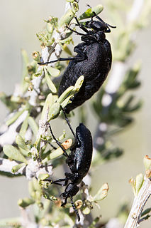 <i>Cordylospasta</i> Genus of beetles