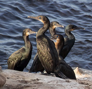 Brandt's cormorants, La Jolla