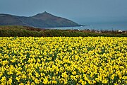 Корнуолл Daffodils.jpg