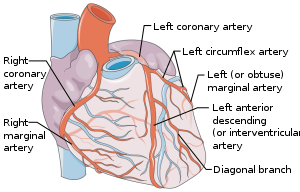 Coronary vessels, with annotated arteries.svg