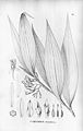 Corymborkis flava (as syn. Corymbis decumbens) plate 67 in: Alfred Cogniaux: Flora Brasiliensis vol. 3 pt. 4 (1893-1896)