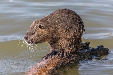 Myocastor Coypu in freedom in France