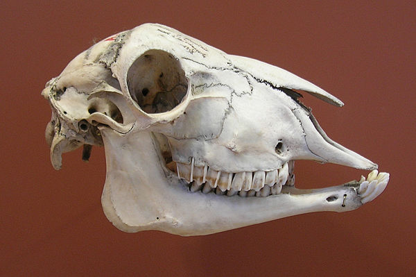 Skull