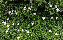 Crape jasmine flowers in West Bengal.jpg