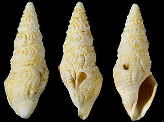 <i>Crassispira inflexa</i> Extinct species of gastropod