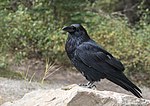Crow on a rock in a forest.jpg